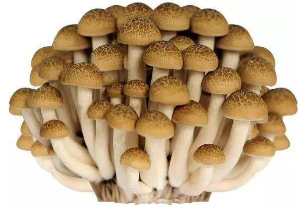 http://m.dllxbz.cn/ewebeditor/uploadfile/20170914091421667001.png